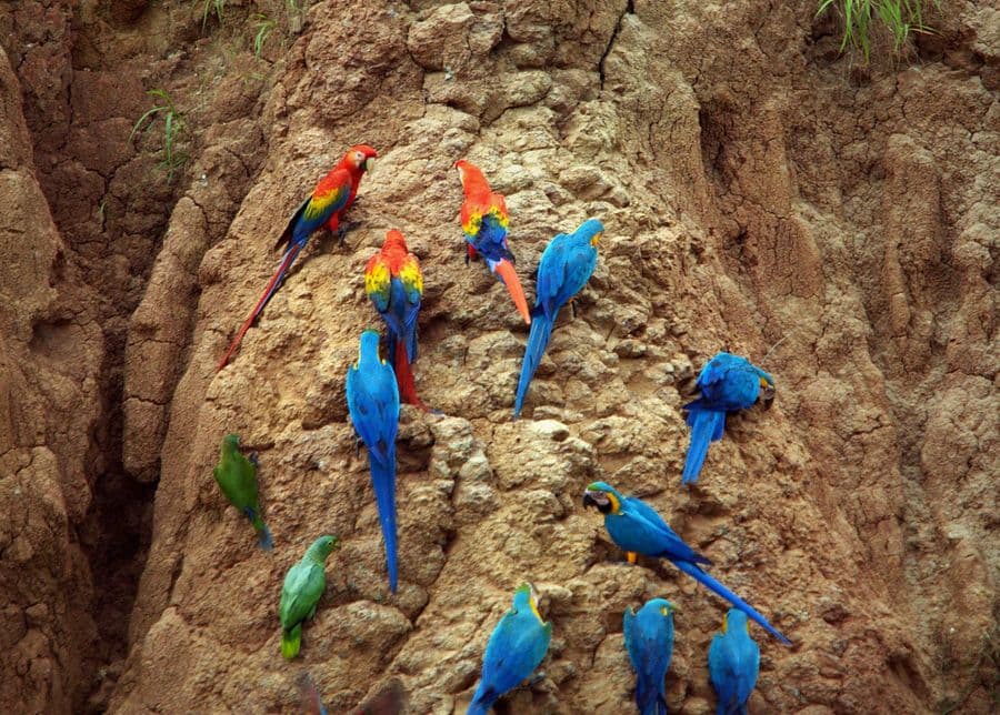 Macaws and parrots at a clay lick in the Tambopata National Reserve