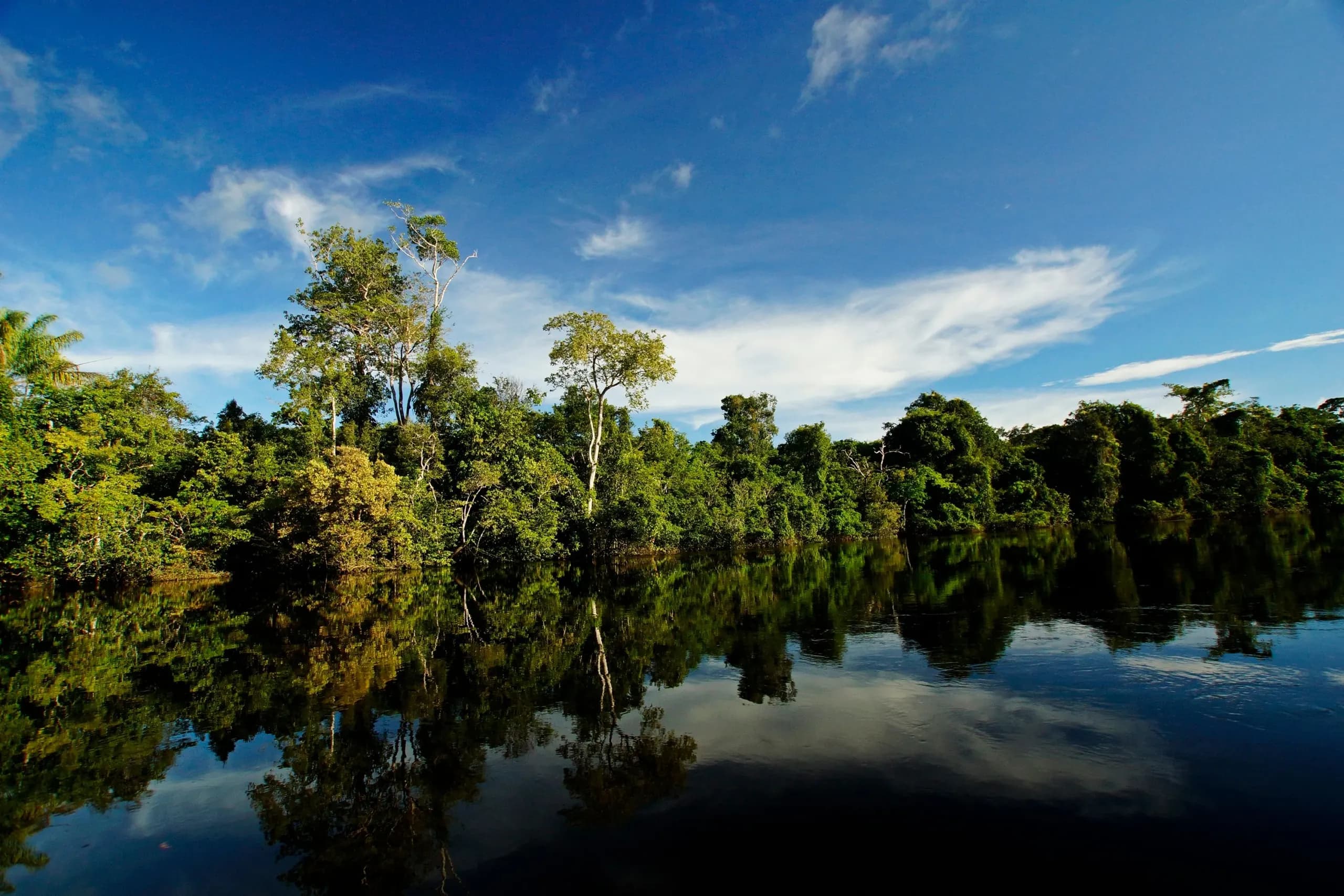 © Christopher Borges · Pexels Rainforest reflected in a lake